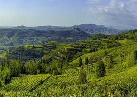 NASCE “SIMPOSIO”, IL PROGETTO PER VALUTARE  LA SEHLF LIFE DEL SOAVE.