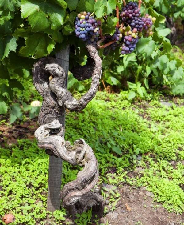 IL NERELLO MASCALESE