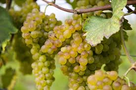 IL TREBBIANO DI LUGANA O TURBIANA
